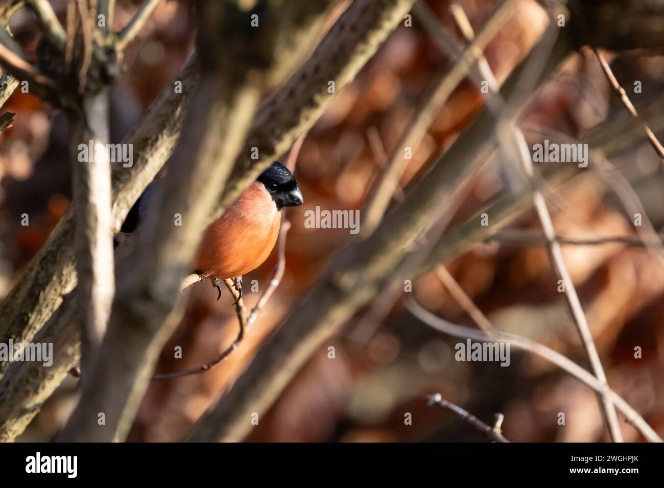 Adult Male Eurasian Bullfinch (Pyrrhula pyrrhula) perched within a copper beech hedge in Winter. Yorkshire, UK in February Stock Photo