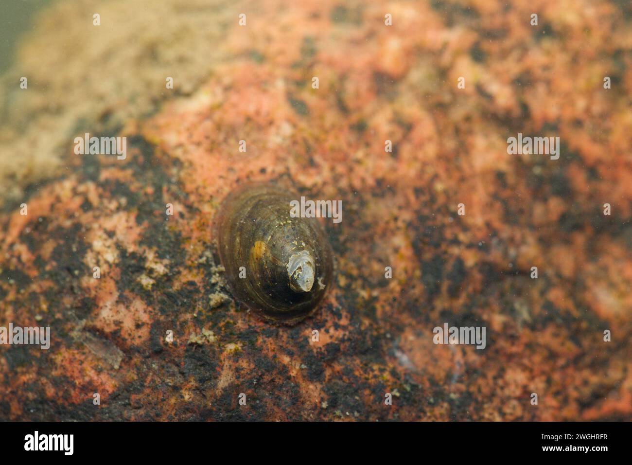 River limpet (Ancylus fluviatilis) Stock Photo