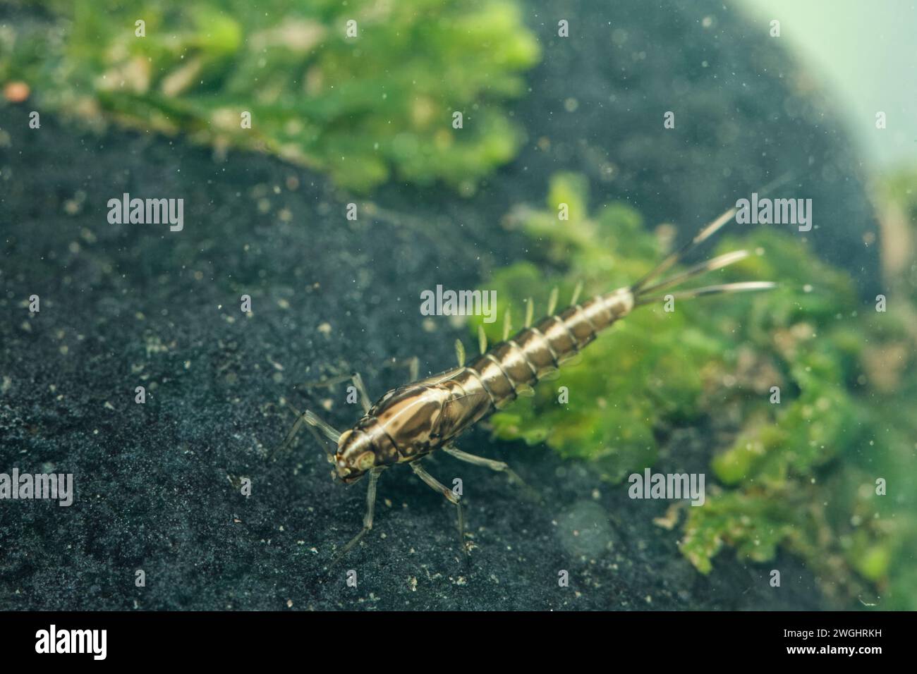 Southern iron blue mayfly larva (Baetis niger Stock Photo - Alamy