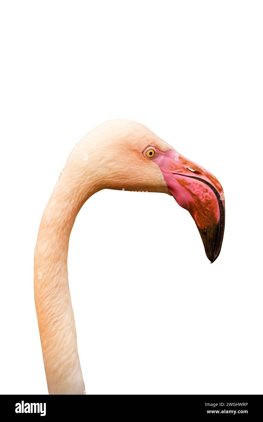Elegant flamingo profile in sharp detail, showcasing its distinct pink beak on a stark white backdrop Stock Photo