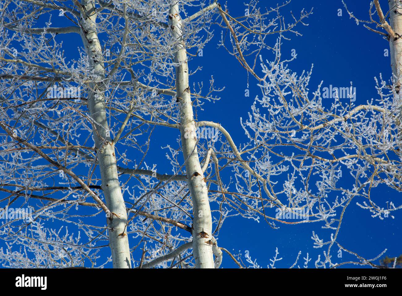 Quaking aspen with frost, Klamath County, Oregon Stock Photo