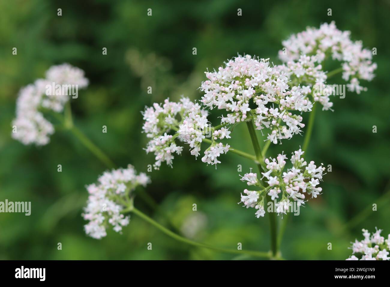 Close up of delicate white and pink valerian flowers Stock Photo