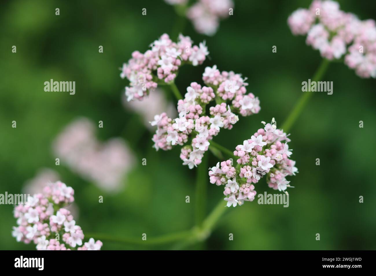 Close up of delicate white and pink valerian flowers Stock Photo