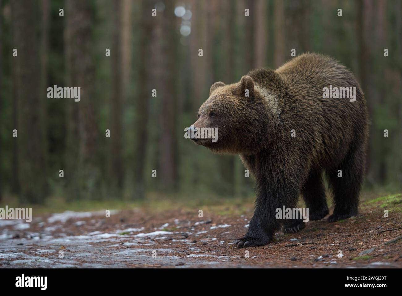 Europäischer Braunbaer / Eurasian Brown Bear  Ursus arctos  durchstreift einen Wald, läuft dabei spätabends auf eine Freifläche, Europas größtes Landraubtier. Europa Stock Photo