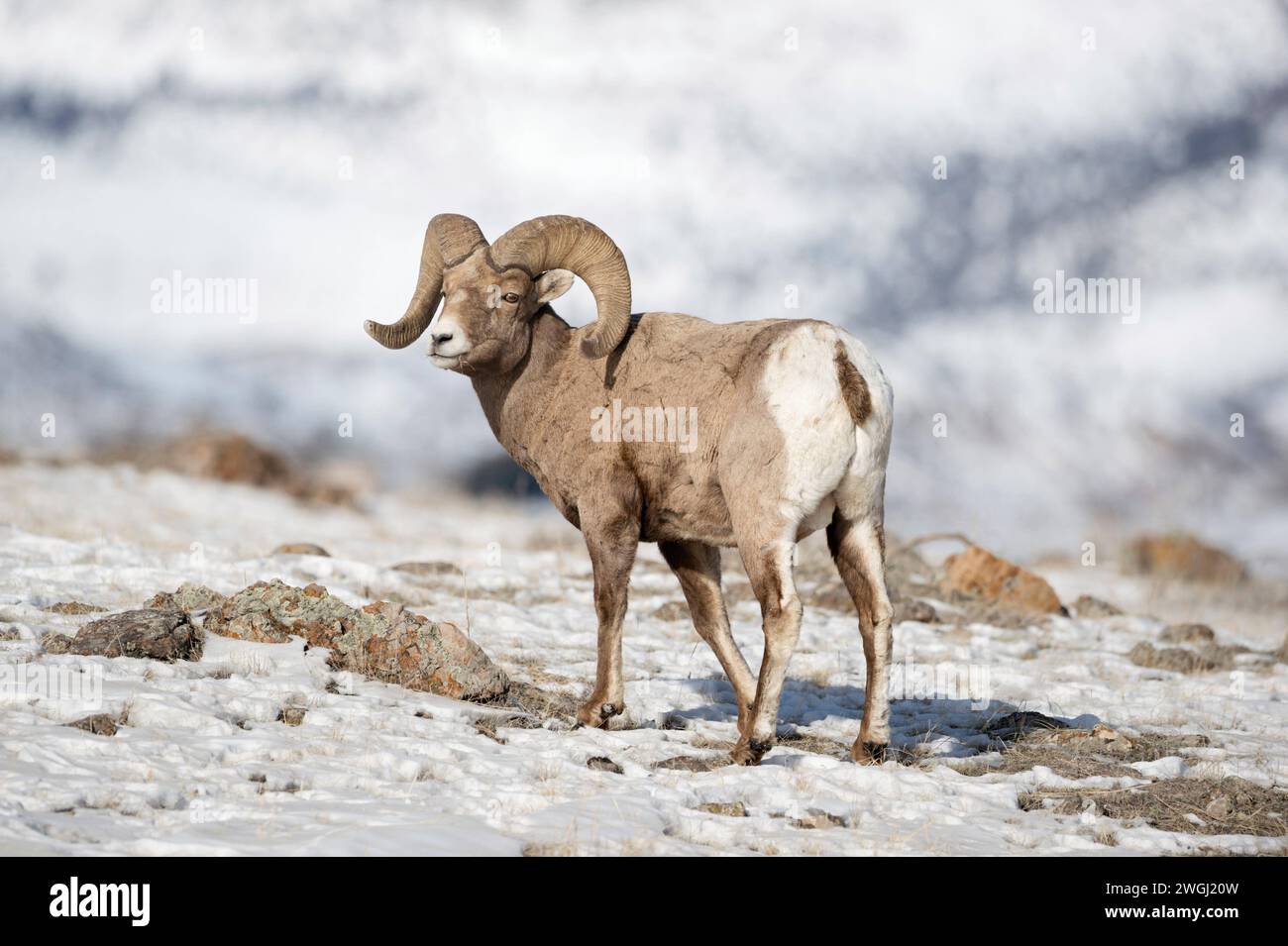 Rocky Mountain Bighorn Sheep / Dickhornschaf  Ovis canadensis , male adult, ram in snow, winter, Yellowstone National Park, USA. Wyoming Nordamerika, Vereinigte Staaten von Amerika Stock Photo
