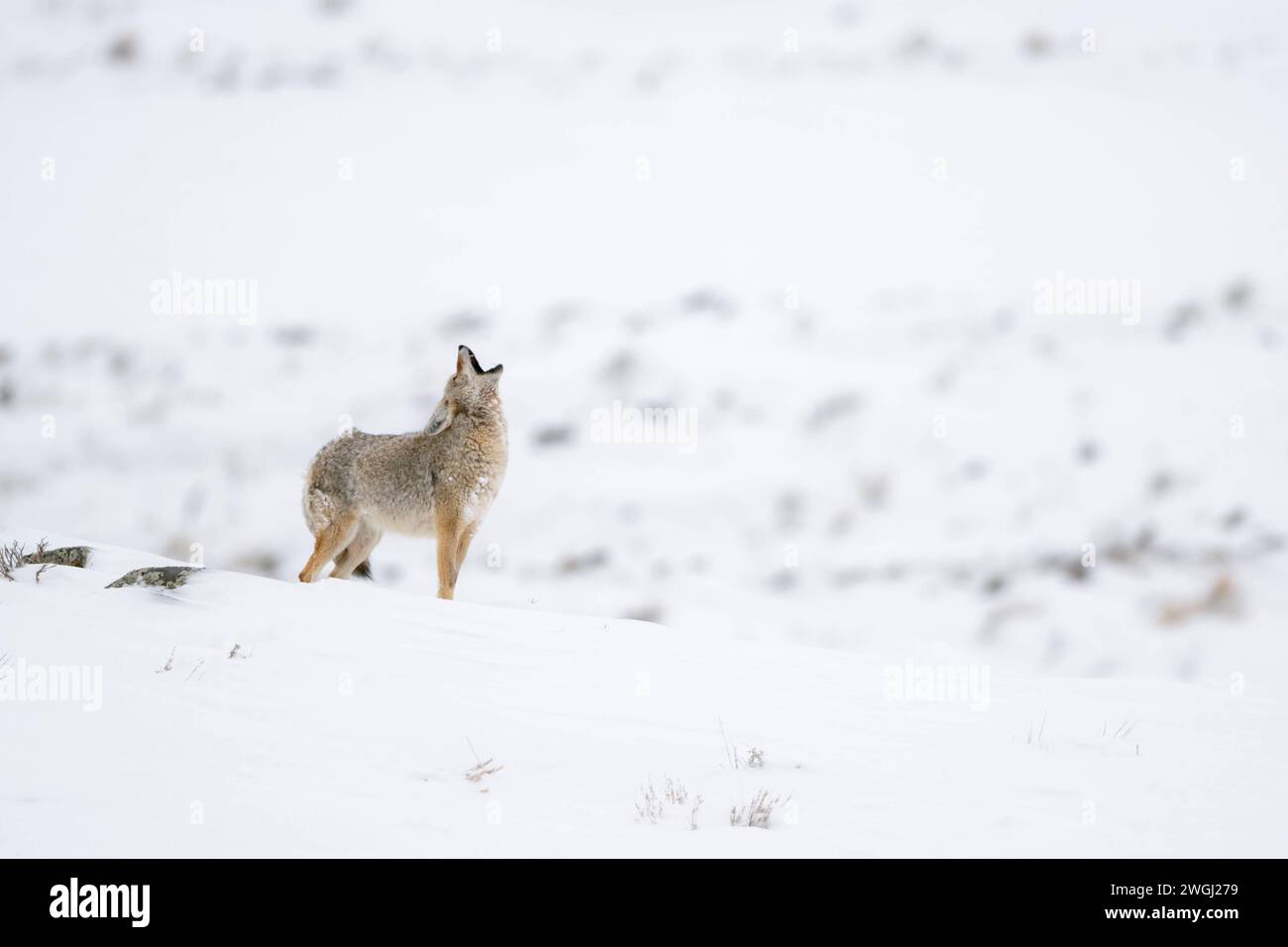 Heulender Coyote / Kojote  Canis latrans  im Winter, Schnee, Yellowstone area, Wyoming, USA. *** Heulender Coyote / Kojote  Canis latrans  im Winter, Schnee, Yellowstone area, Wyoming, USA. Wyoming Nordamerika, Vereinigte Staaten von Amerika Stock Photo