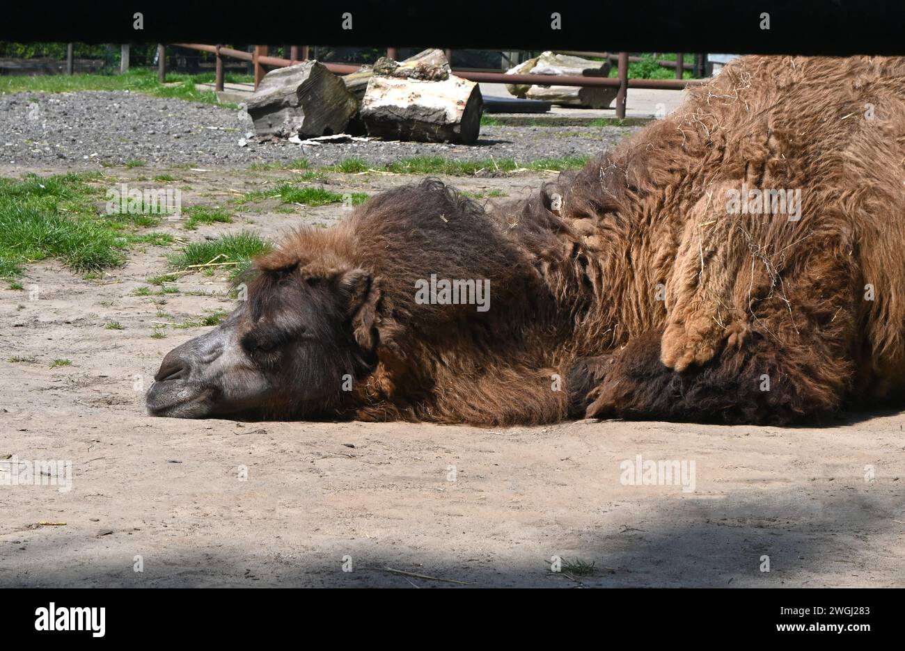 resting camel, banham zoo, norfolk Stock Photo
