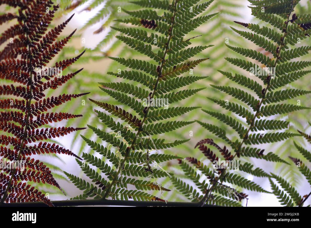 Leaves from the Australian Tree Fern (Cyathea cooperi) form a mesmerizing pattern. Stock Photo