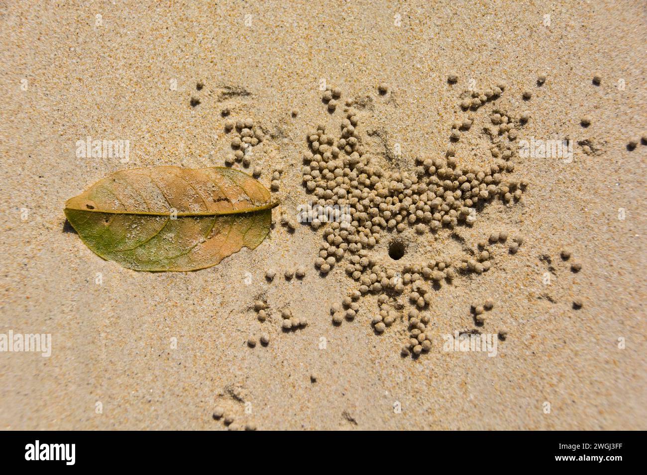 Small black holes scattered across sandy beach with leaf Stock Photo