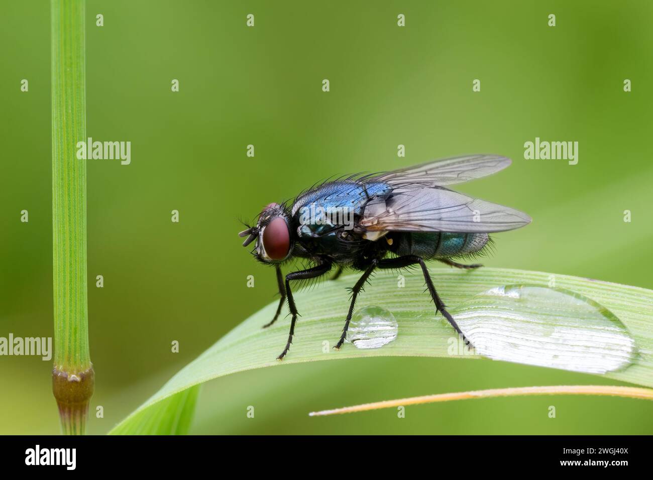 Blue bottle fly, Calliphora vomitoria sitting motionless on a leaf of grass after rain. With two water drops, closeup. Trencin, Slovakiainsect,fly,blu Stock Photo