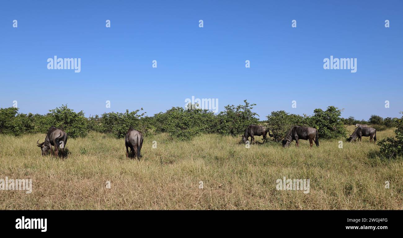 Streifengnu / Blue wildebeest / Connochaetes taurinus Stock Photo