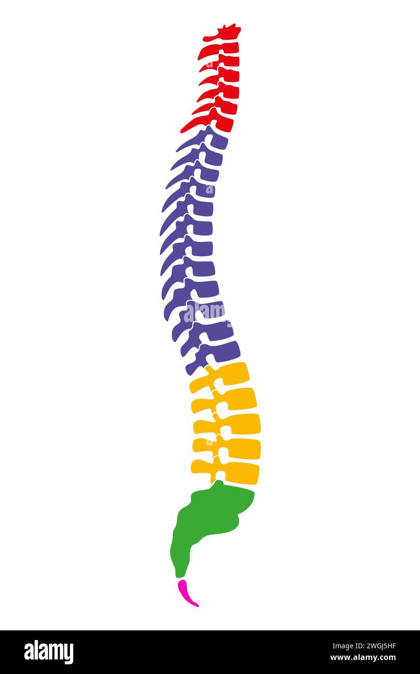 The five regions of the human vertebral column, also known as backbone or spine. Core part of the axial skeleton with four curves. Stock Photo
