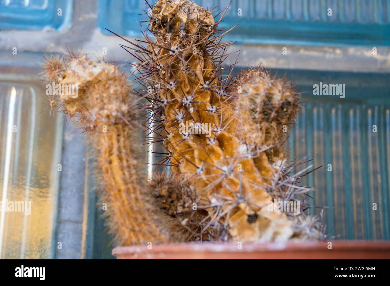 Old rusty cactus picture with lack of care. Infected cactus with fungi  Stock Photo