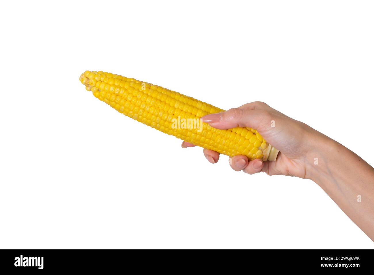 A woman gently holding an ear of fresh corn. Stock Photo