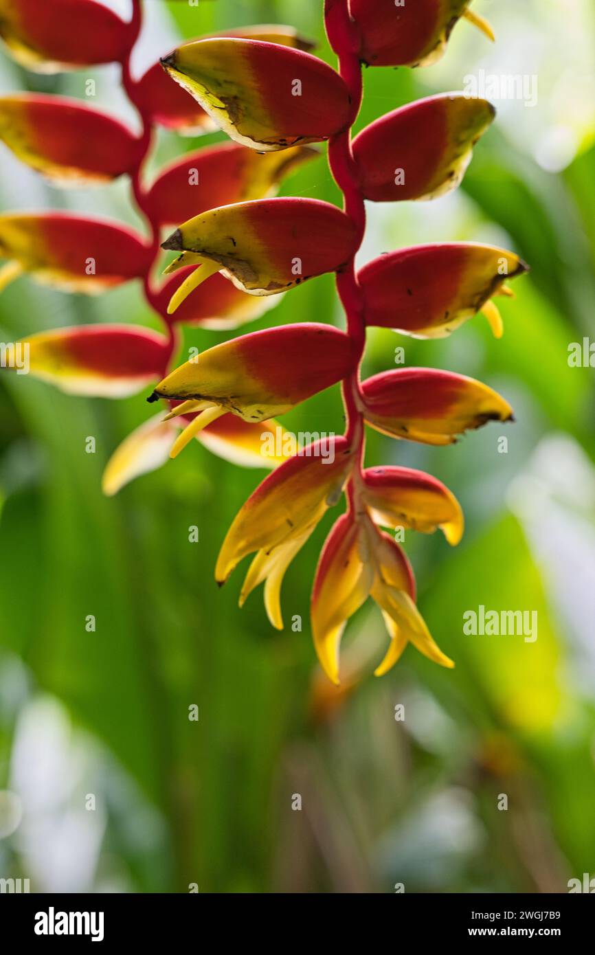 Closeup of false bird of paradise, Family of heliconia, inisde the flower exotic garden, Mahe, Seychelles Stock Photo