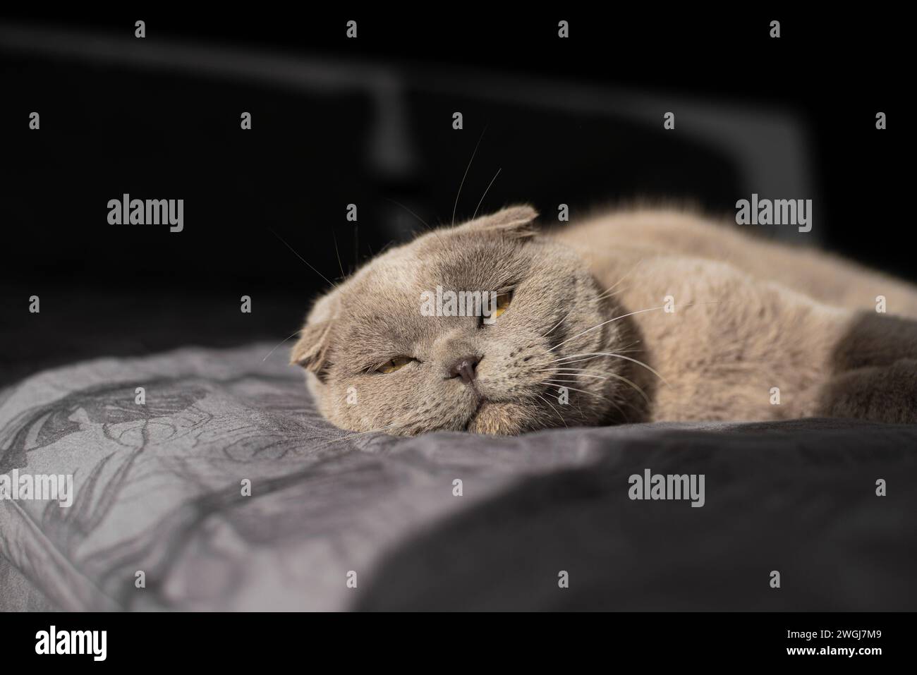 cat lying on sofa and smiling. Stock Photo