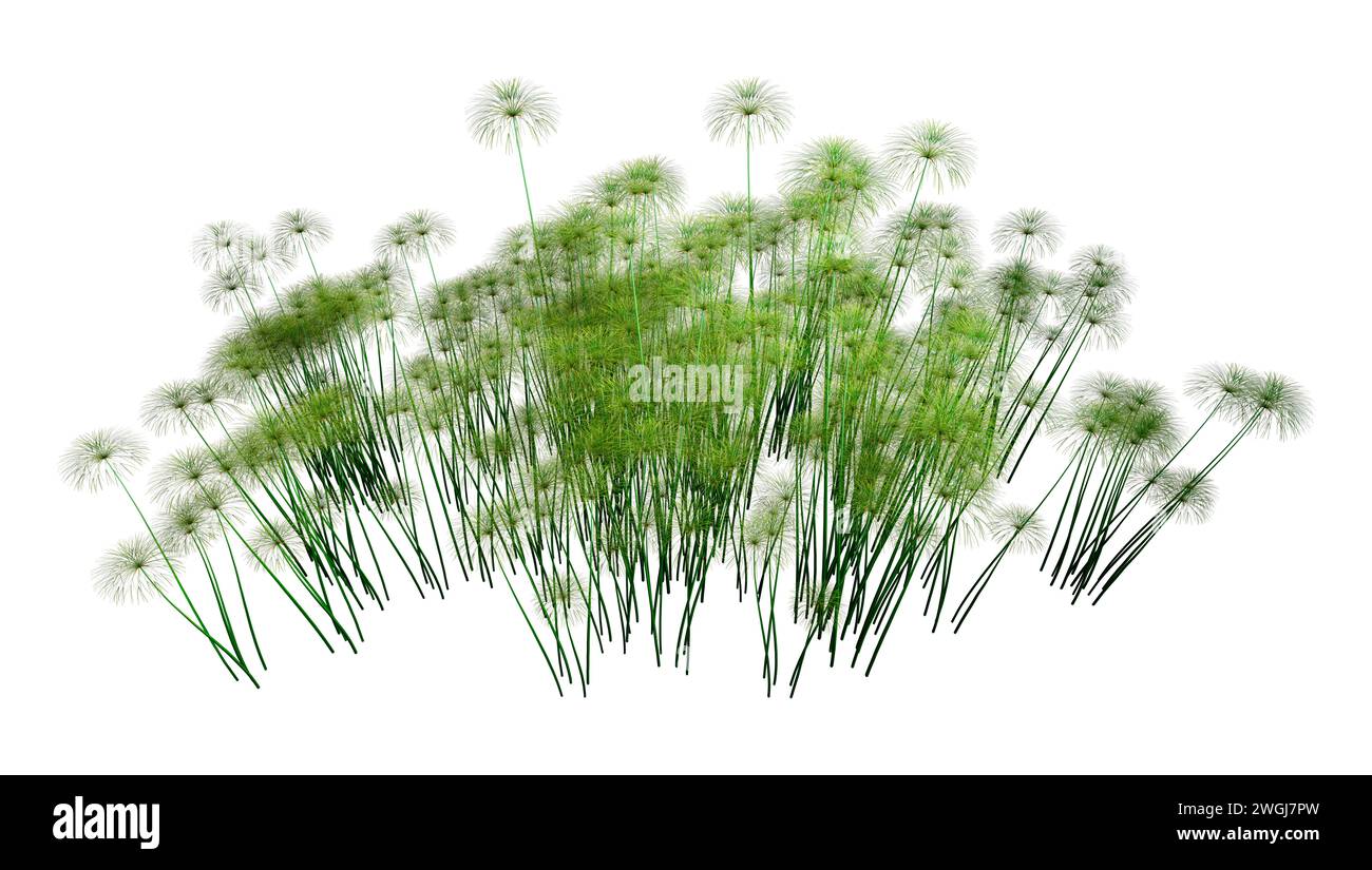 3D rendering of papyrus plants or Cyperus papyrus or Nile grass isolated on white background Stock Photo