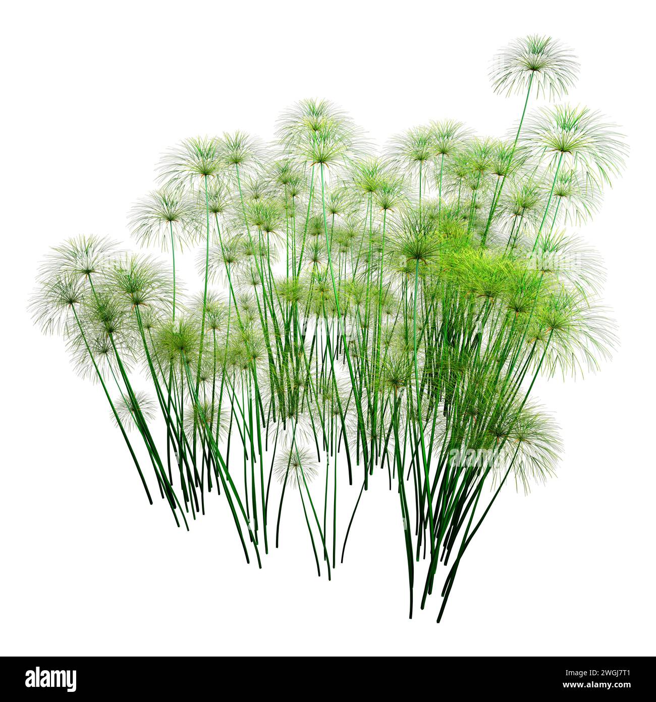 3D rendering of papyrus plants or Cyperus papyrus or Nile grass isolated on white background Stock Photo
