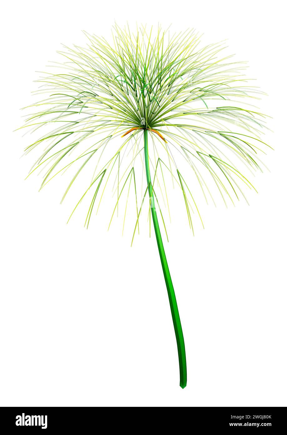 3D rendering of a papyrus plant or Cyperus papyrus or Nile grass isolated on white background Stock Photo