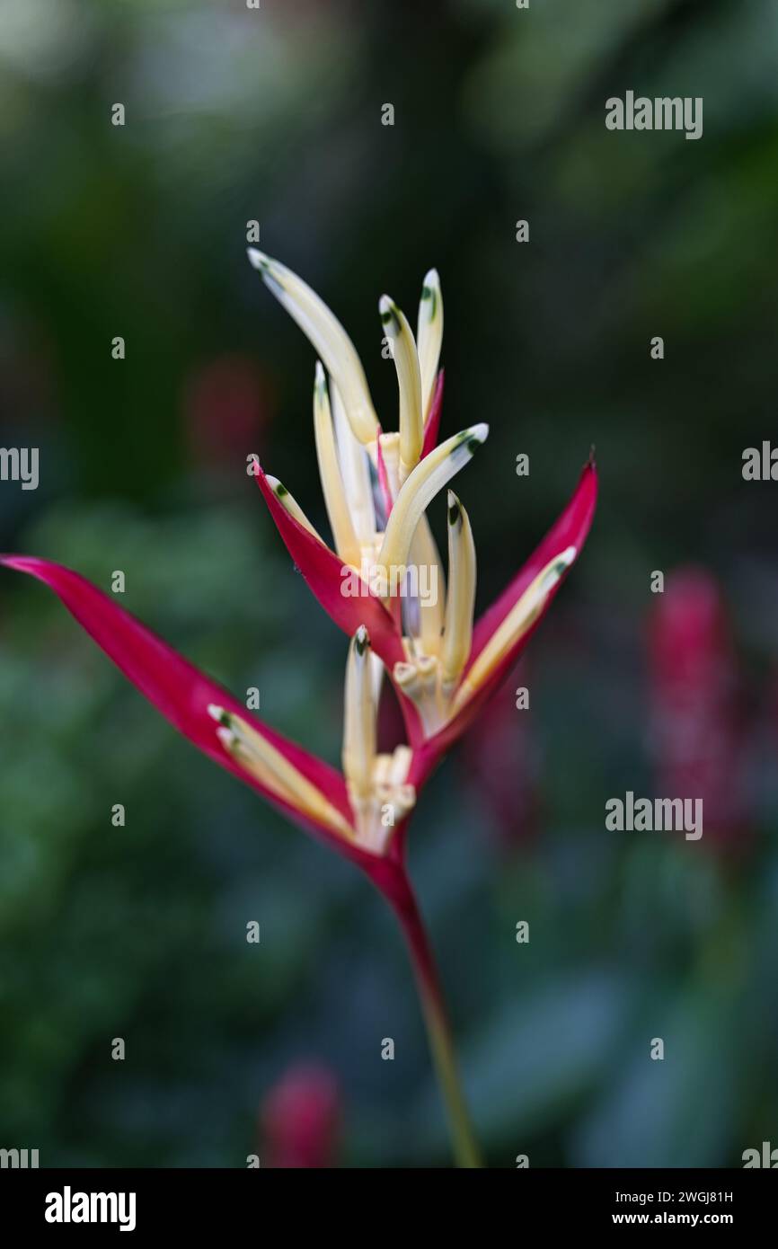 Parrot heliconia hi-res stock photography and images - Alamy