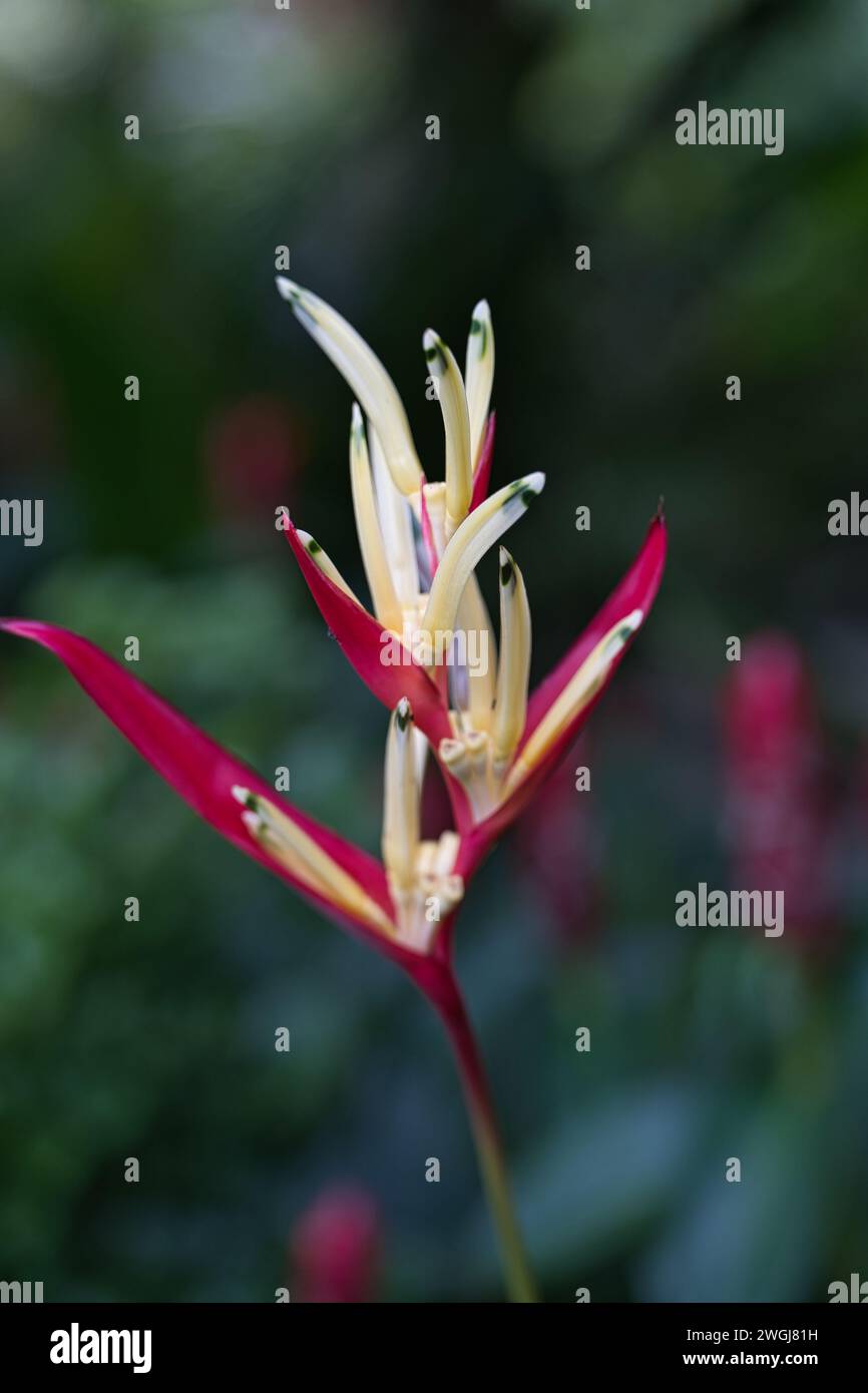 Closeup of heliconia psittacorum, Heliconia psittacorum, Inside the flower exotic garden, Mahe, Seychelles Stock Photo