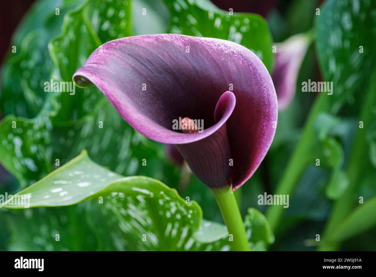 Zantedeschia Dubai Nights, calla lily Dubai nights, dark purple flowers with creamy edges Stock Photo