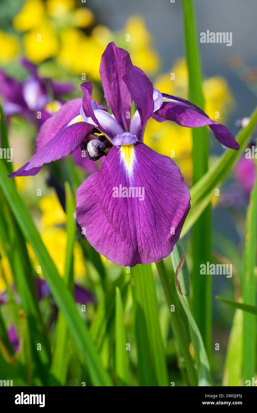 Iris ensata Kumo-no-obi, Japanese water iris Kumo-no-obi, deep, velvety, purple flowers with bright yellow signal. Stock Photo