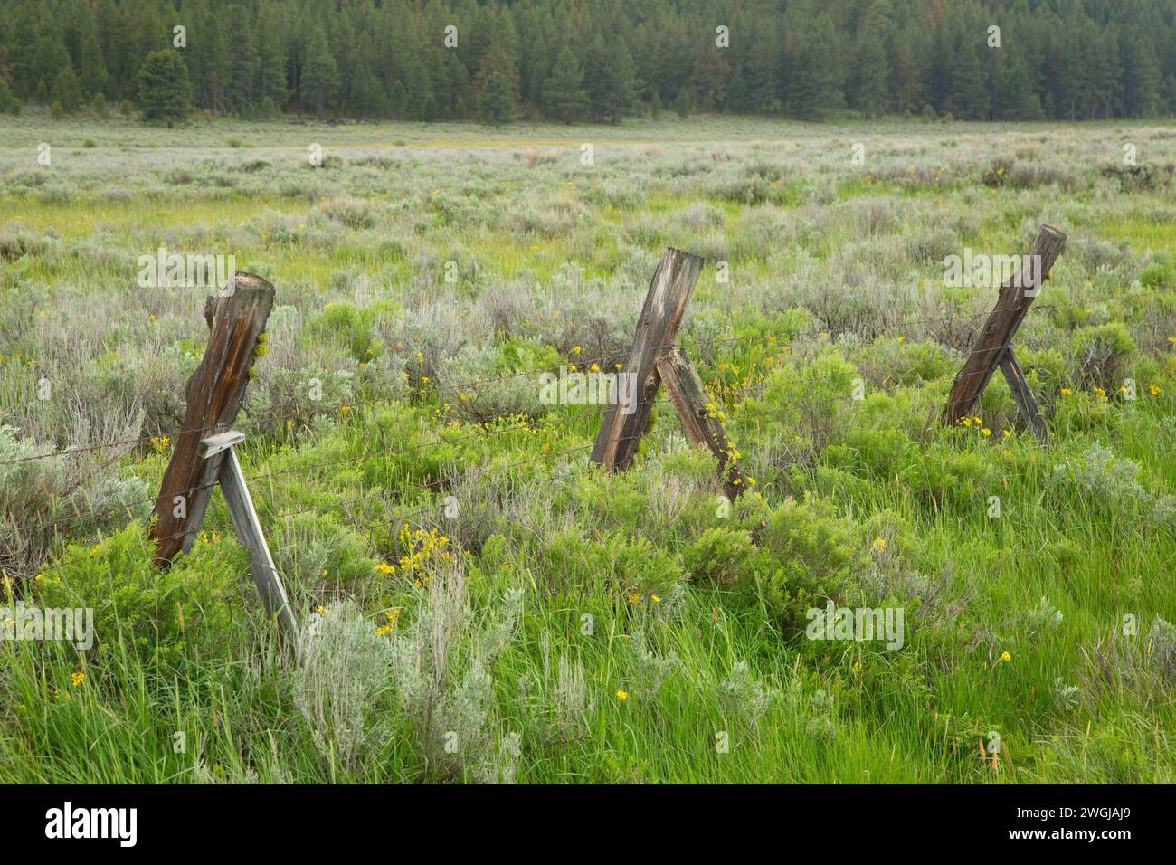 Fence in Camas Prairie, Fremont National Forest, Oregon Stock Photo