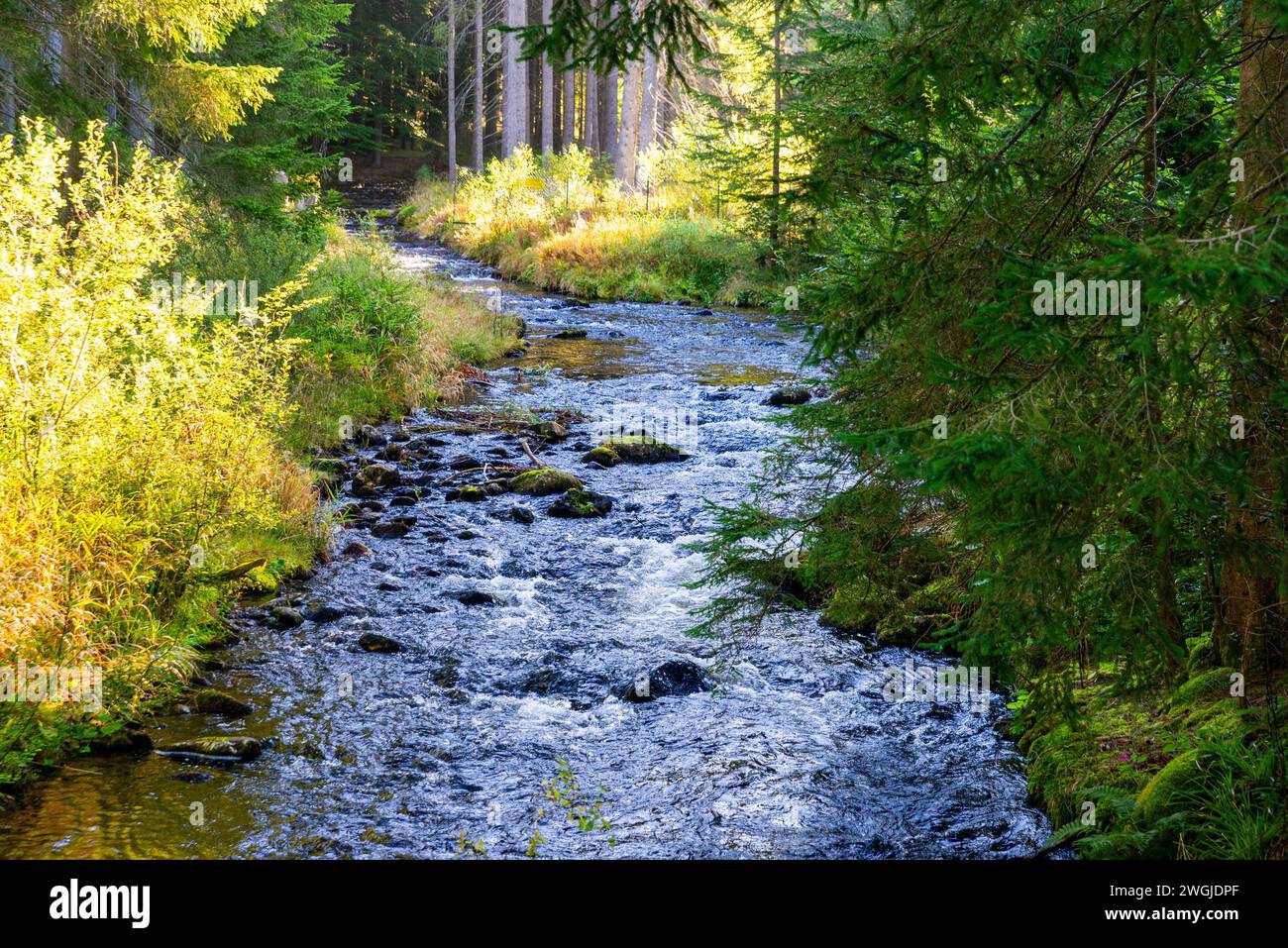 Bavarian wald hi-res stock photography and images - Alamy
