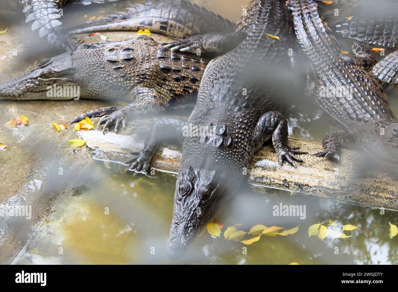 Flock of alligators in an aviary at the zoo. Stock Photo