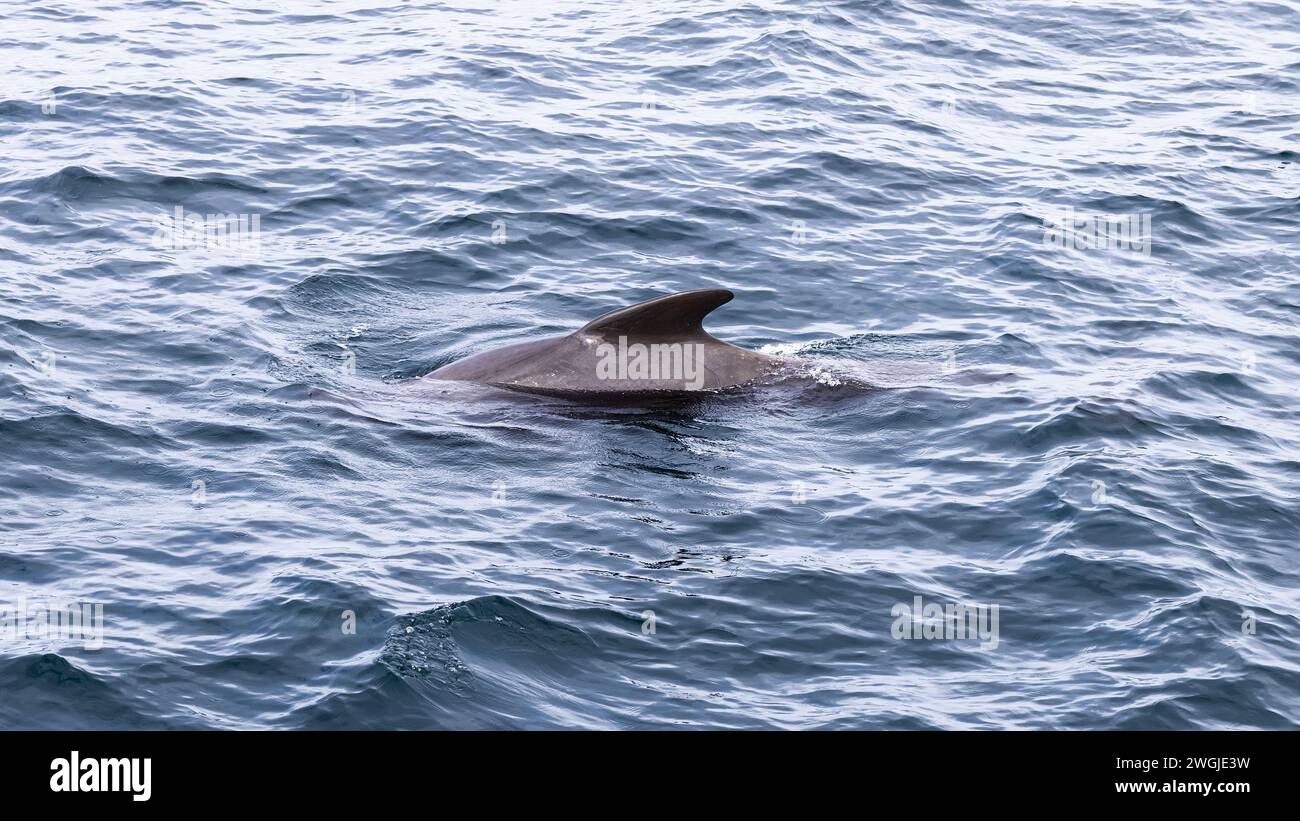 A pilot whale carves a path through the Norwegian Sea's glistening ...