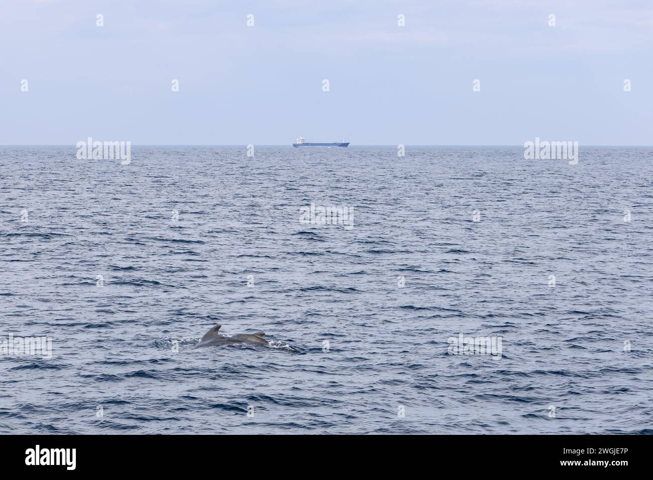 The vastness of the Norwegian Sea near Andenes is accentuated by a mother pilot whale and her calf, with the distant presence of a cargo ship Stock Photo