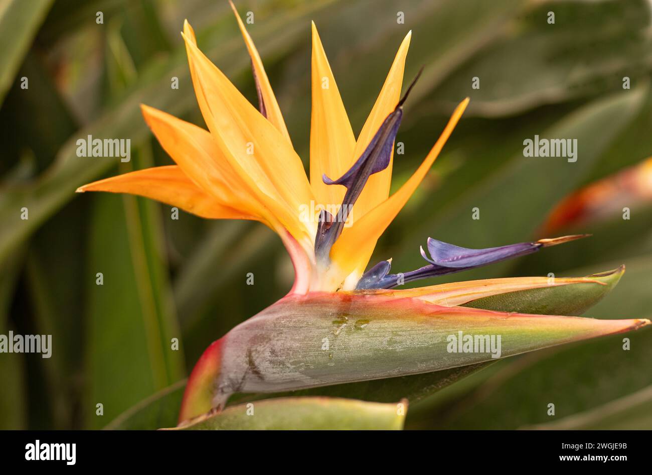 Exotic Bird of Paradise Flower, botanical name Strelitzia reginae clicked at Bengaluru, India Stock Photo