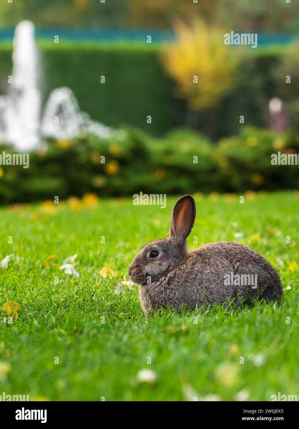 Beautiful rabbit sitting on the lawn in the park. Stock Photo