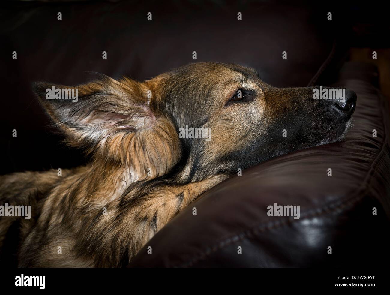 German Shepherd Dog lounging on sofa.  Semi long haired German Shepherd Portrait image. Stock Photo