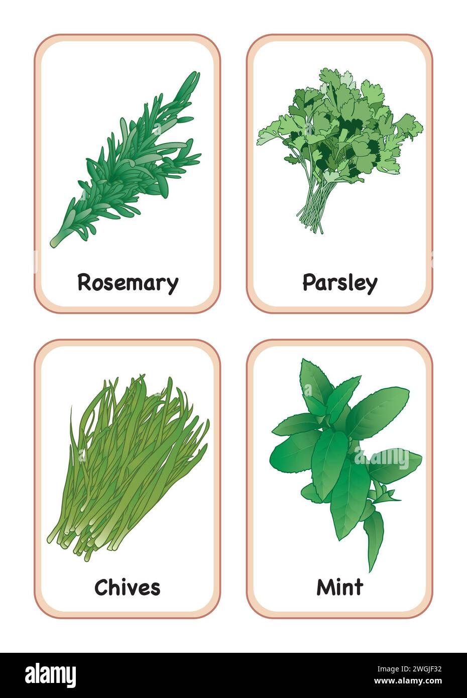 Art labels for herb jars, gardening, plant pot labels, educational identification cards, recipe cards, cook book art rosemary, parsley, chives, mint. Stock Photo
