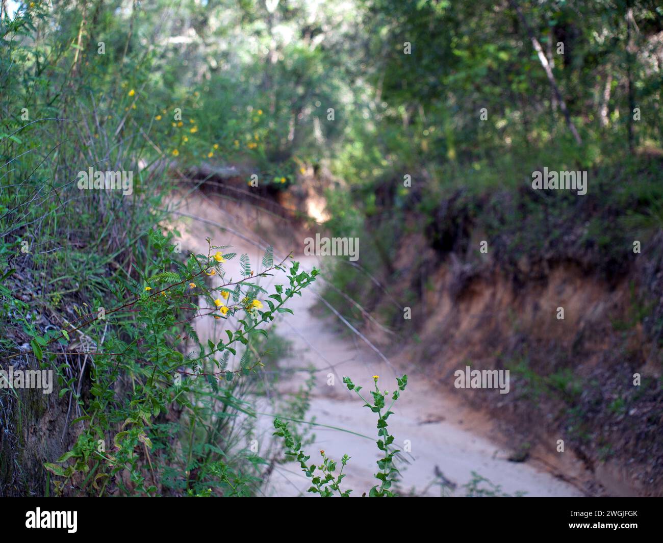 Off-road Jeep trail in the Holder Mine Recreation Area of Withlacoochee State Forest (Citrus Tract). Stock Photo