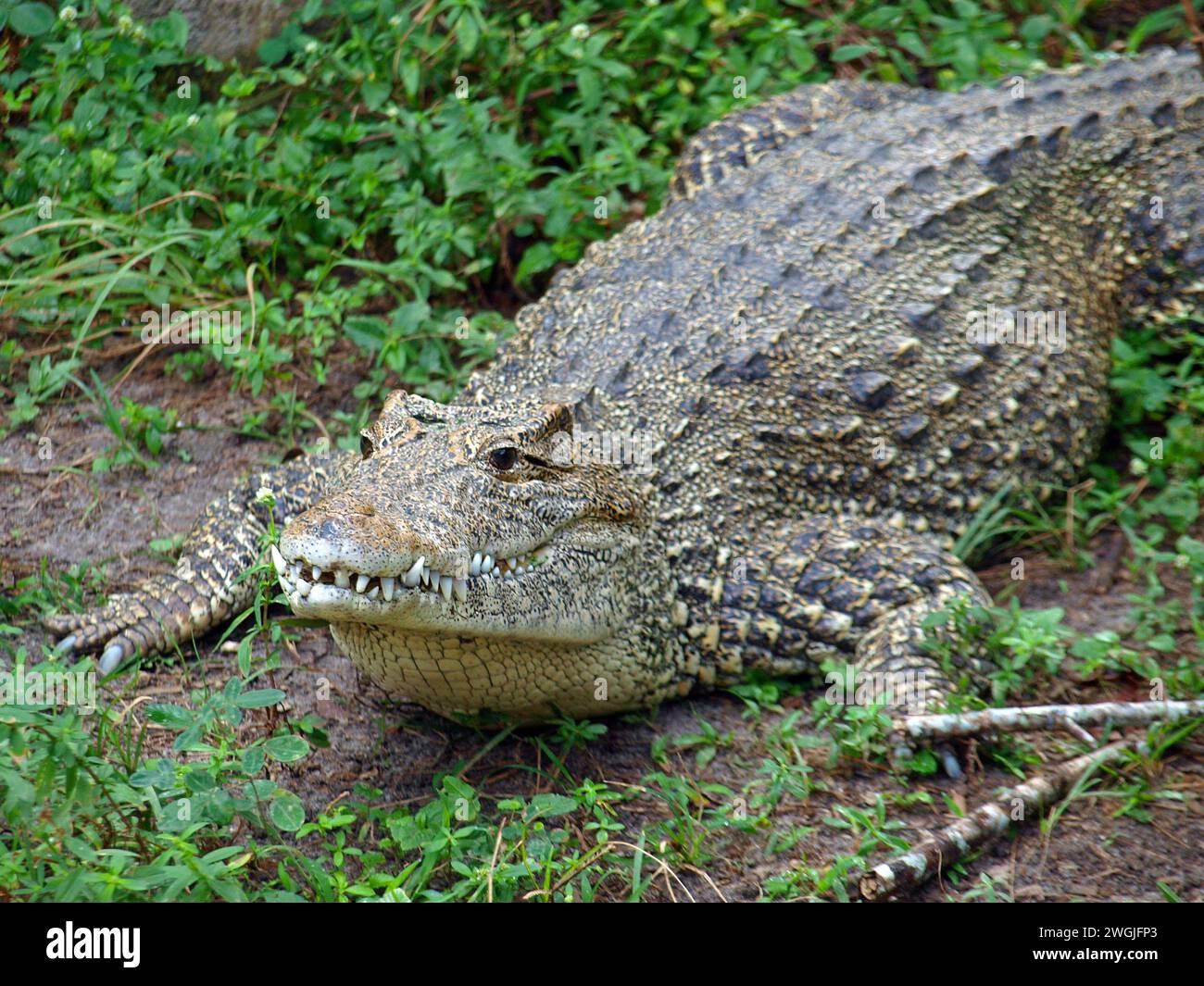 The Cuban crocodile (Crocodylus rhombifer). This especies is endemic to the island of Cuba. Stock Photo