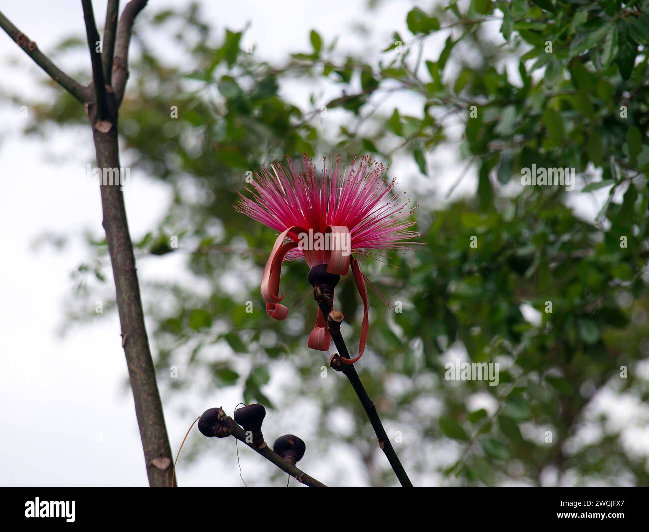 The strange flower of a Dr Seuss tree or shaving brush tree (Pseudobombax ellipticum) Stock Photo