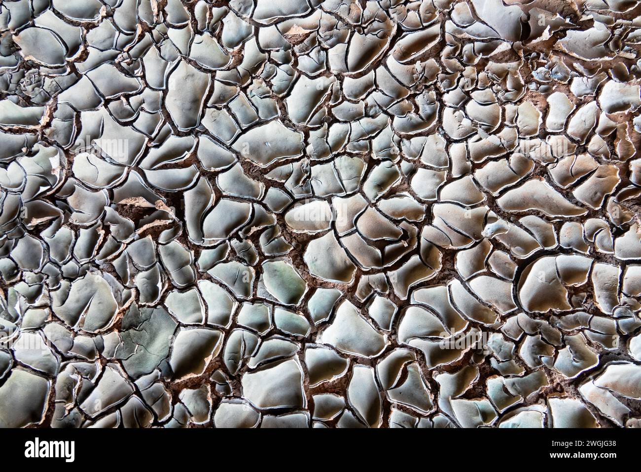 The dissected background resembles shiny, cracked oil-covered soil, fracturing surface, chapped ground, desert varnish. Crocodile leather-alligator hi Stock Photo