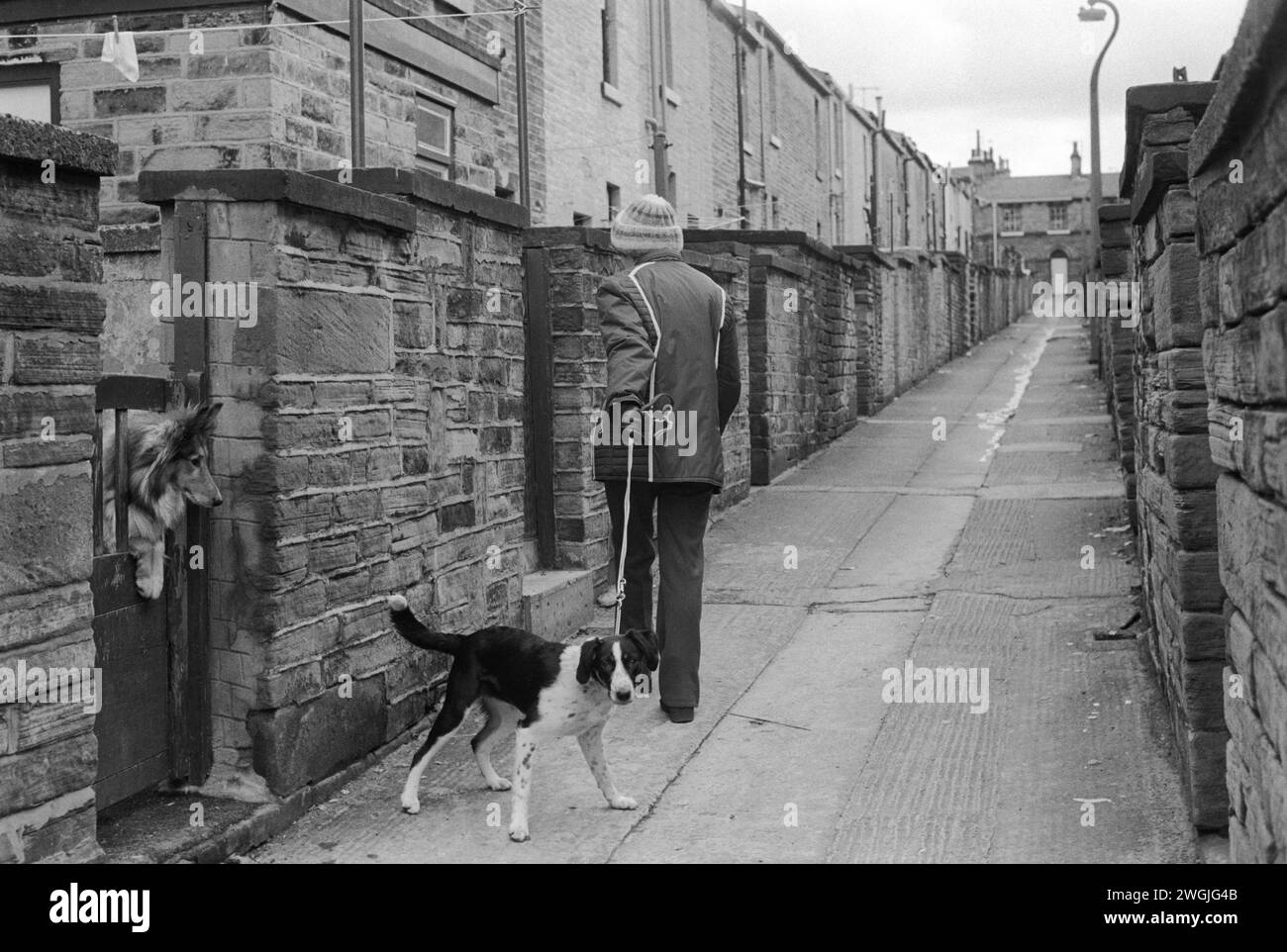 Woman walking her dog up the back alley between rows of houses