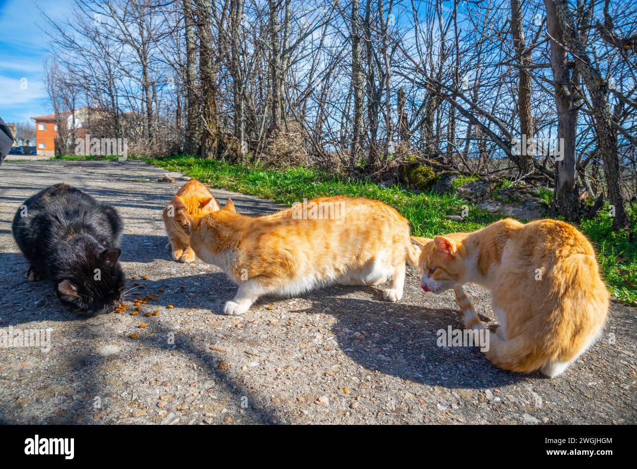 Stray cats eating Stock Photo Alamy