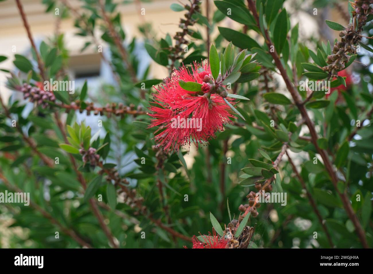 Red Melaleuca citrina flowers bush closeup. Floral natural background across the building Stock Photo