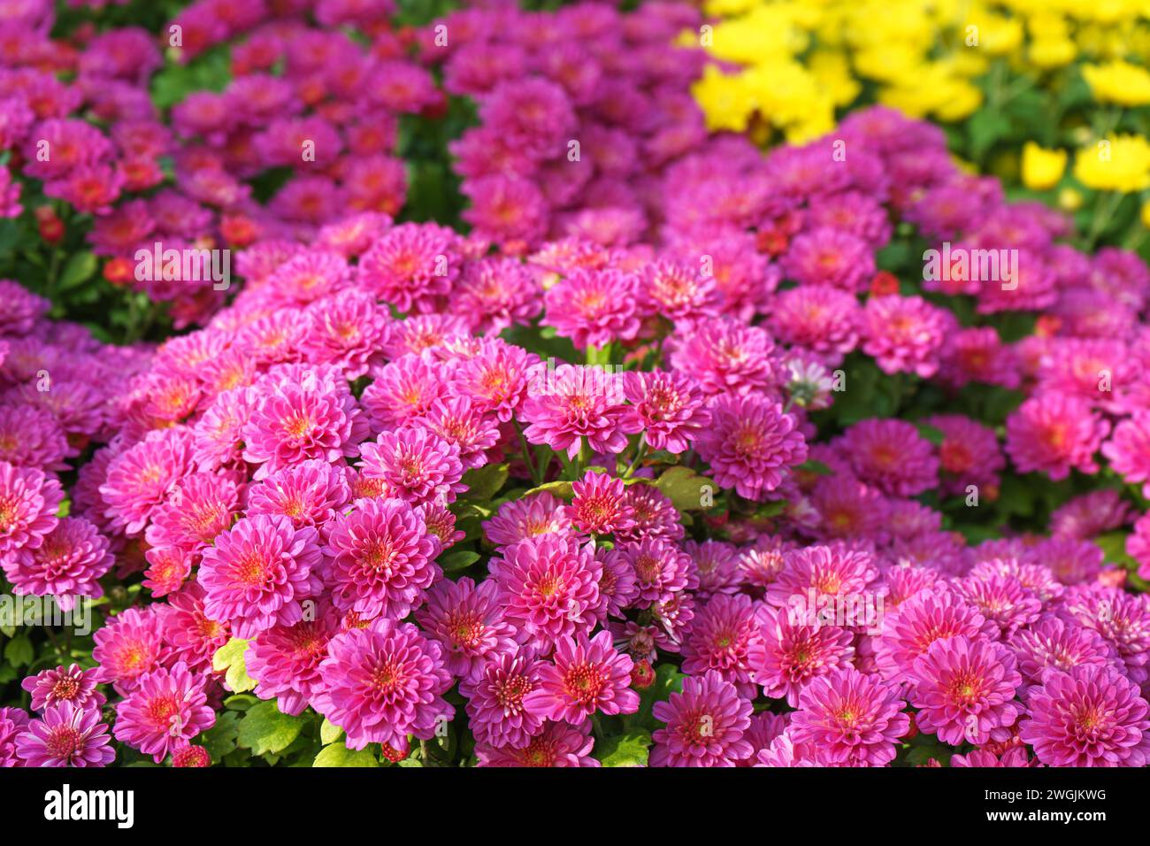 Fresh bright blooming pink korean garden chrysanthemums bushes Cherry lace in autumn garden outside in sunny day. Flower background for greeting card, Stock Photo