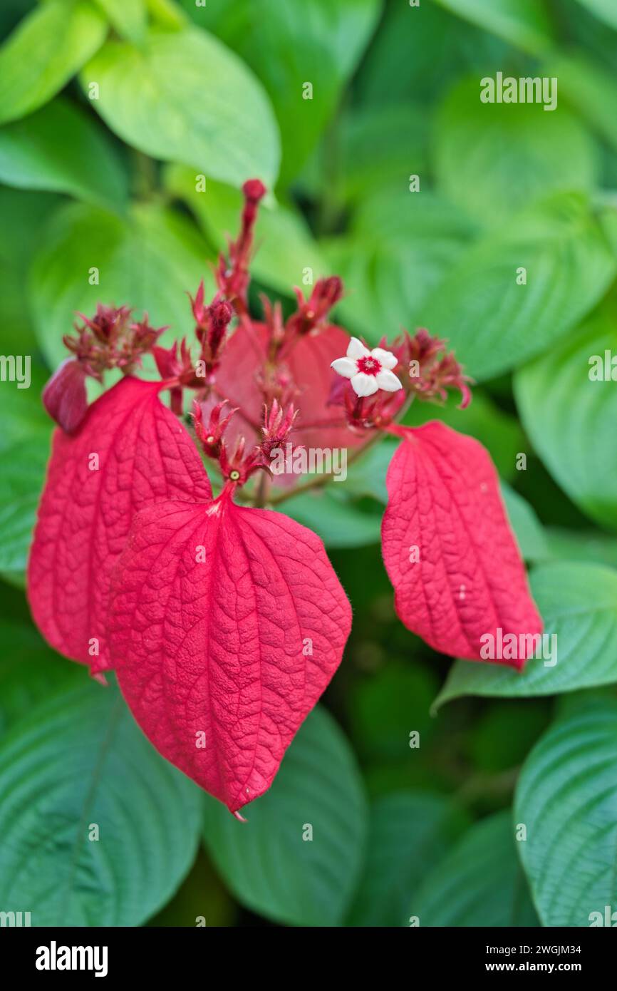 Mussaenda erythrophylla, commonly known as Ashanti blood, red flag bush and tropical dogwood, is an evergreen West African shrub, inside the flower ex Stock Photo