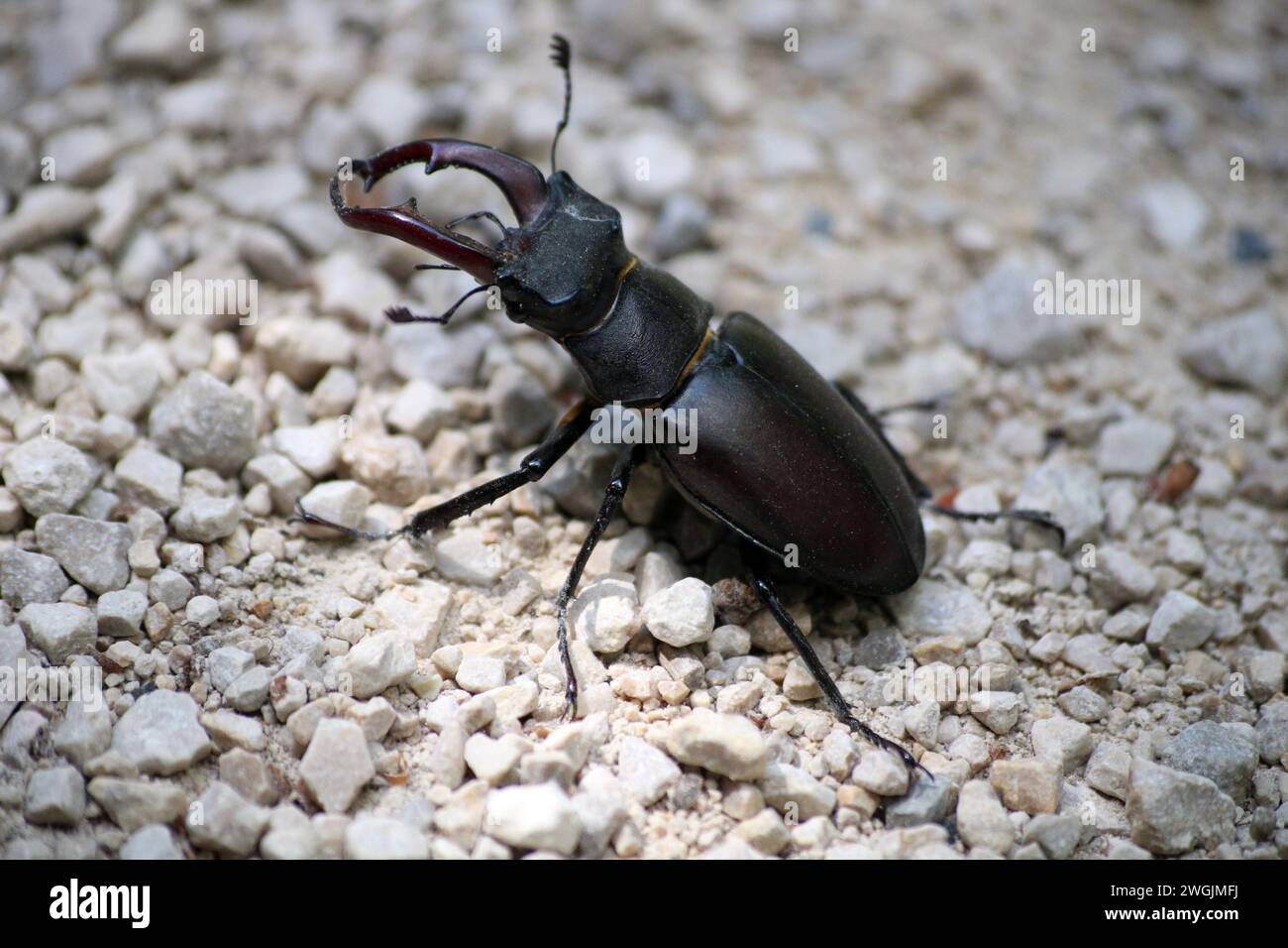 Stag-beetle Stock Photo