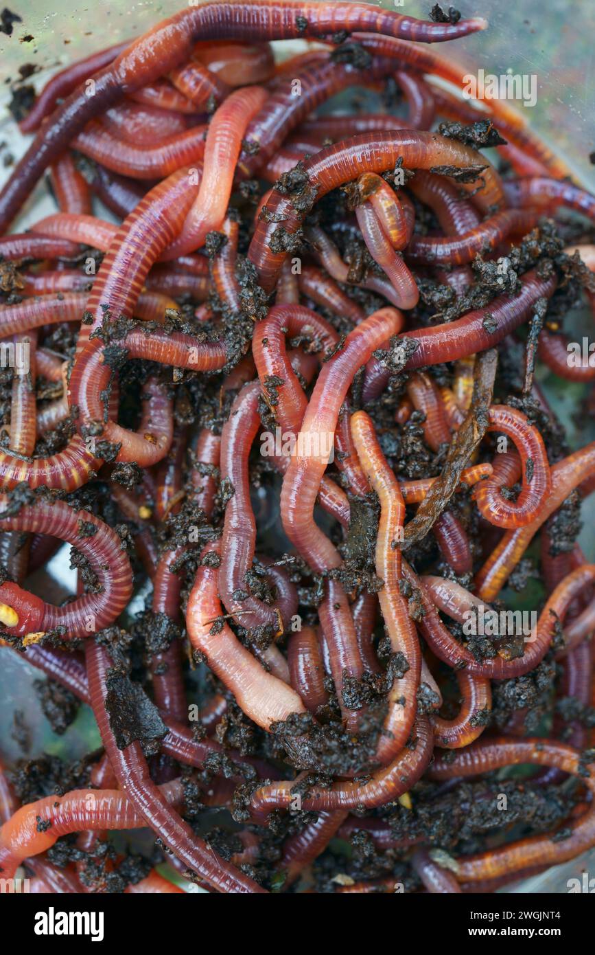 A close up of compost worms. Stock Photo