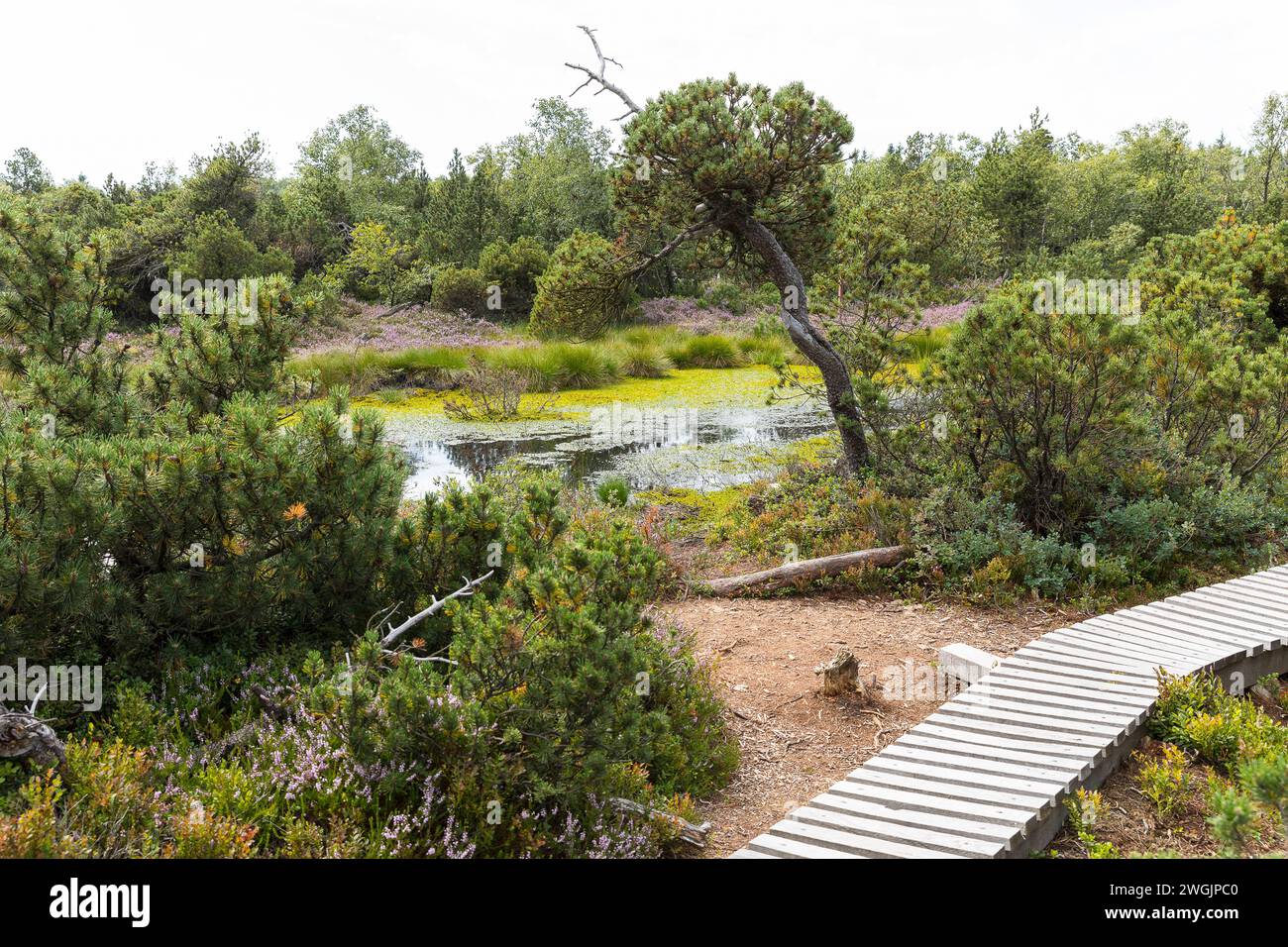 Stillgewässer und Bohlenweg durch das Naturschutzgebiet