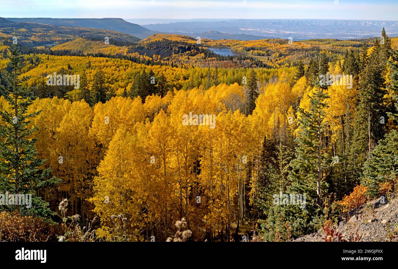 Aspen trees in fall color on top of Grand Mesa, Colorado Stock Photo