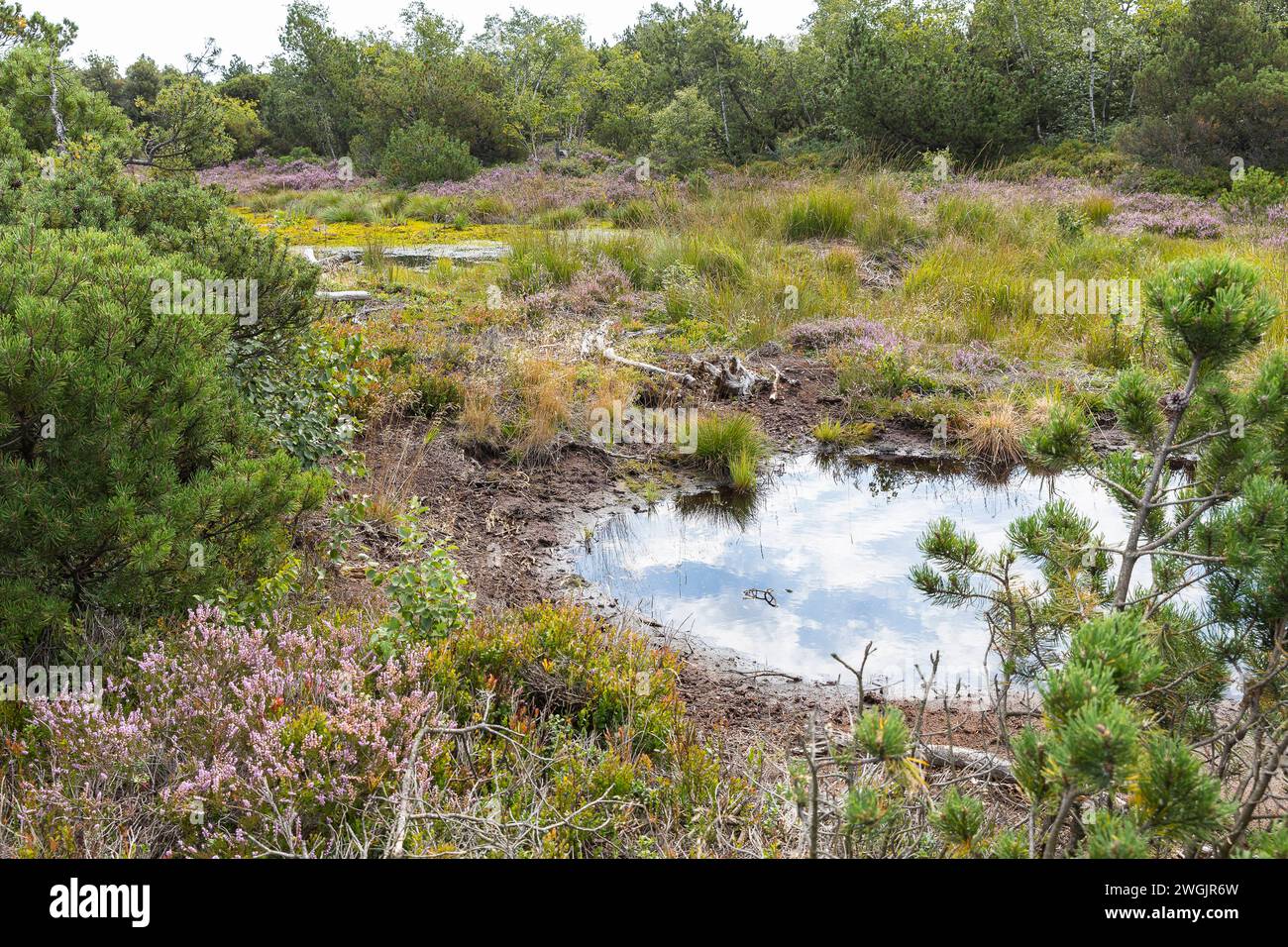 Stillgewässer im Naturschutzgebiet Hochmoor, Zinnwald